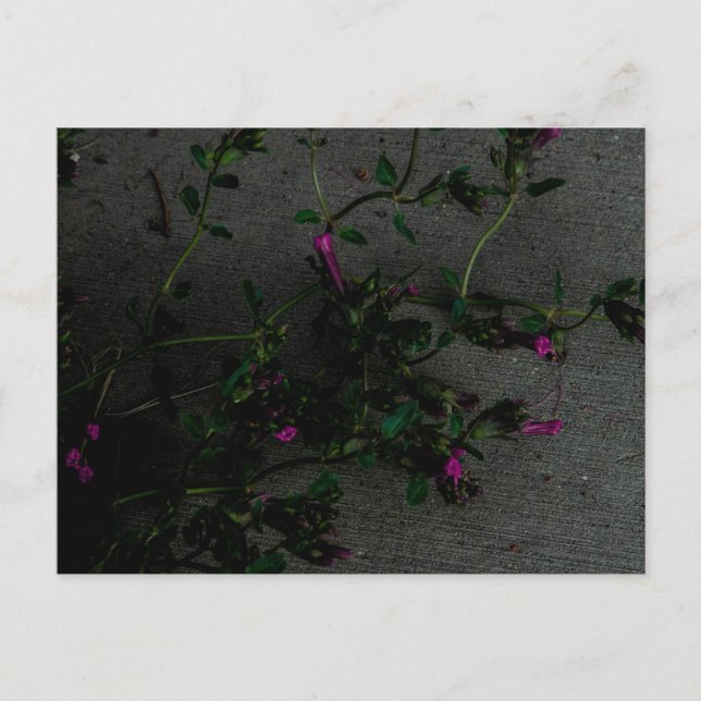 Purple flowers with deep shadows  postcard (Front)
