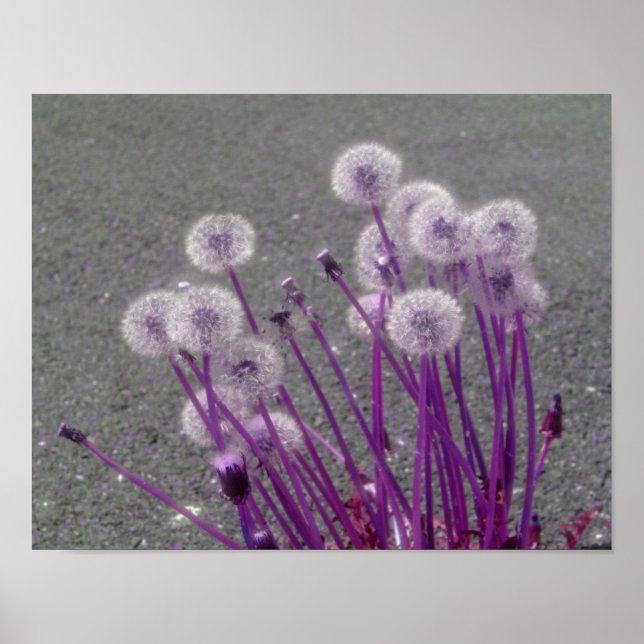Purple Fluffy Dandelions Abstract Flowers Poster (Front)