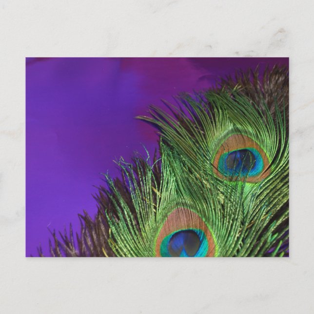 Purple Foil Peacock Postcard (Front)