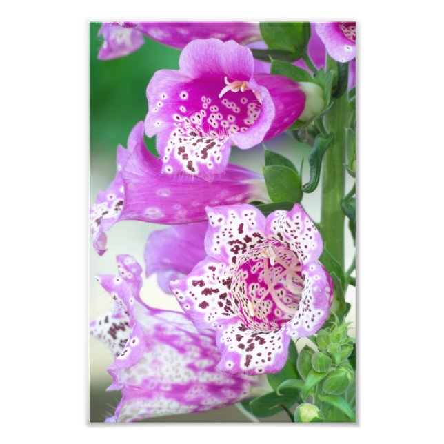 Purple Foxglove in Full Bloom Photo Print (Front)