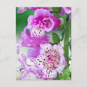 Purple Foxglove in Full Bloom Postcard