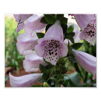Purple Foxglove Photo Print
