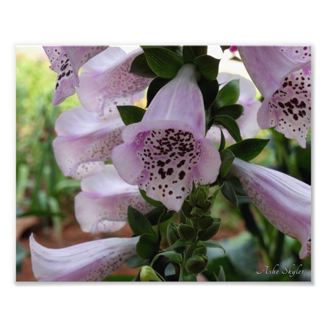 Purple Foxglove Photo Print (Front)