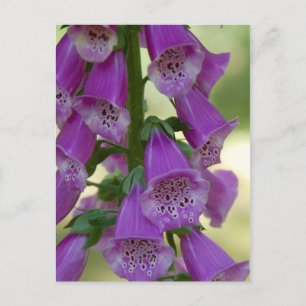 Purple Foxglove Postcard