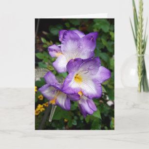 Purple Freesia Flowers Card