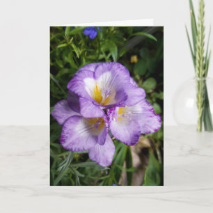 Purple Freesia Flowers Card
