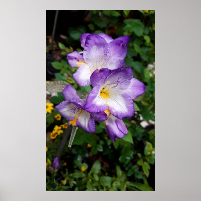 Purple Freesia Flowers Poster (Front)