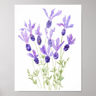 purple French lavender watercolor  Poster