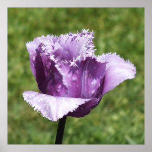 Purple Fringed Tulip  Poster