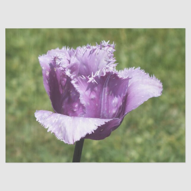 Purple Fringed Tulip  Tissue Paper (Front)