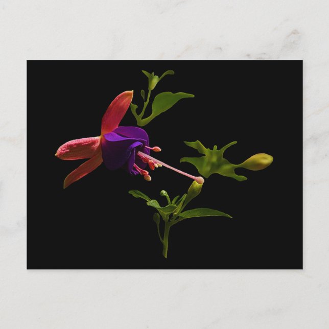 Purple Fuchsia Flower Postcard (Front)