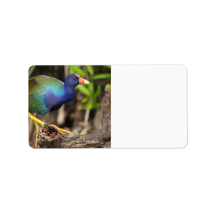 purple gallinule label