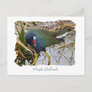 Purple Gallinule Postcard