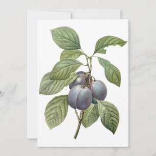 Purple Garden Plums by Redoute Invitation