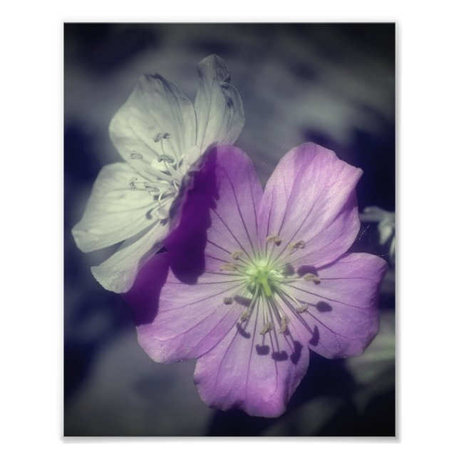 Purple Geranium Flowers Partial Colour 8x10 Photo Print (Front)