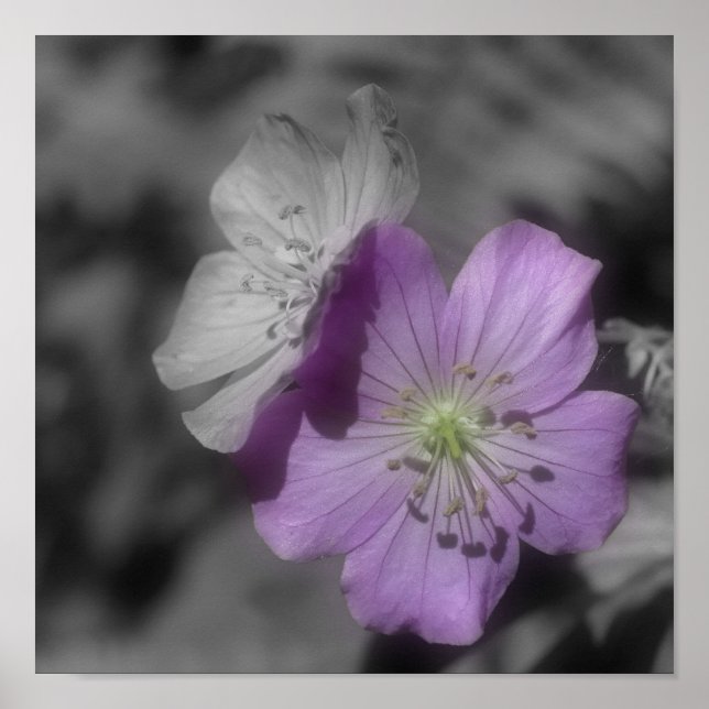 Purple Geranium Flowers Partial Colour Poster (Front)