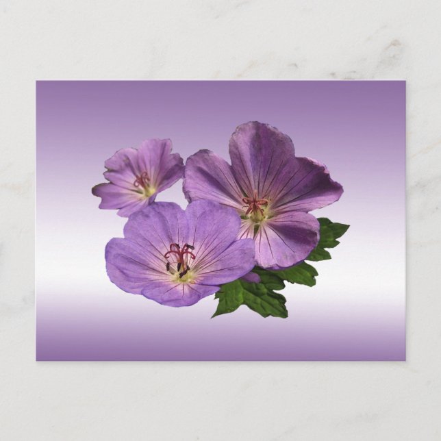 Purple Geranium Flowers Postcard (Front)