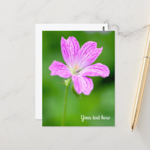 Purple Geranium Postcard