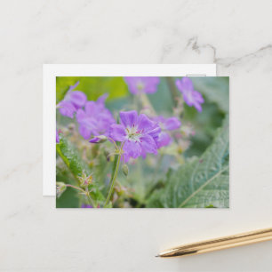 Purple Geranium Wildflower Summer Photograph Postcard