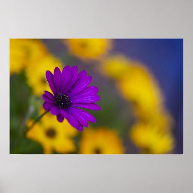 Purple Gerbera Among Yellow Flowers Poster (Front)