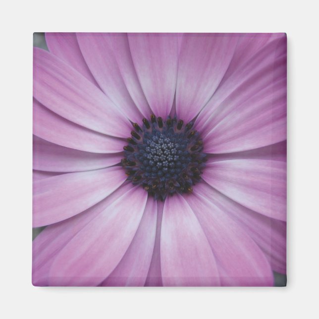 Purple Gerbera Daisy Flower Fridge Magnet Sqaure (Front)