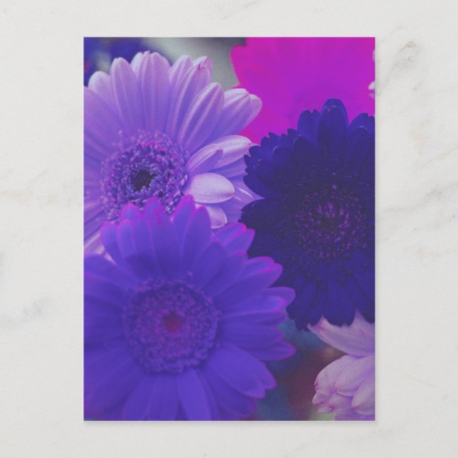 Purple Gerbera Daisy Flower Photo Art Postcard (Front)