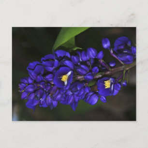 Purple Ginger Postcard