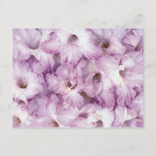 Purple Glads All Occasion Postcard