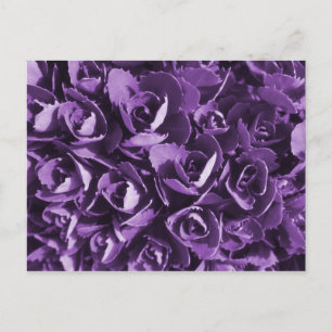 Purple Glory Postcard