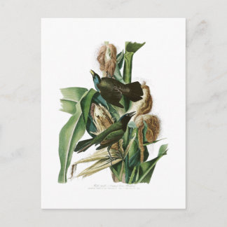 Purple Grackle Crow John Audubon Birds of America Postcard