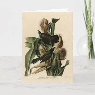 Purple Grakle (Grackle) Audubon's Birds of America Card