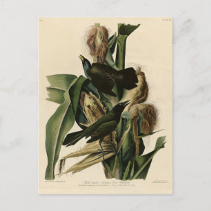 Purple Grakle (Grackle) Audubon's Birds of America Postcard