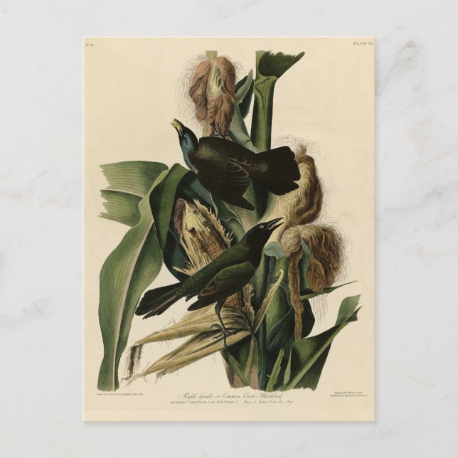 Purple Grakle (Grackle) Audubon's Birds of America Postcard (Front)