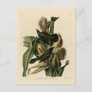 Purple Grakle Postcard