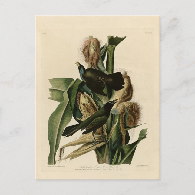 Purple Grakle Postcard (Front)