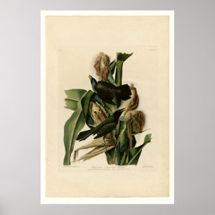 Purple Grakle Poster