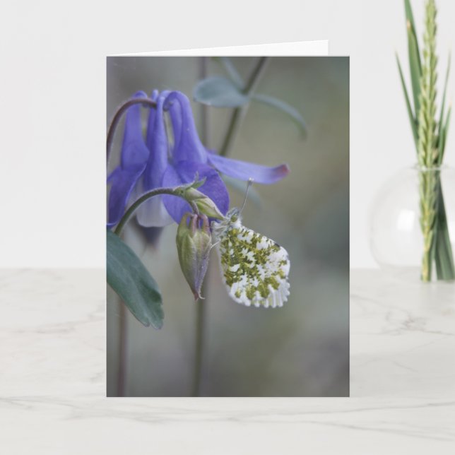 Purple Granny's bonnet/Columbine Greeting Card (Front)