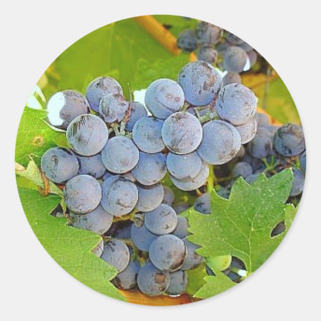 Purple Grapes at Harvest Photo Classic Round Sticker (Front)