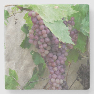 Purple Grapes on the Vine Coaster
