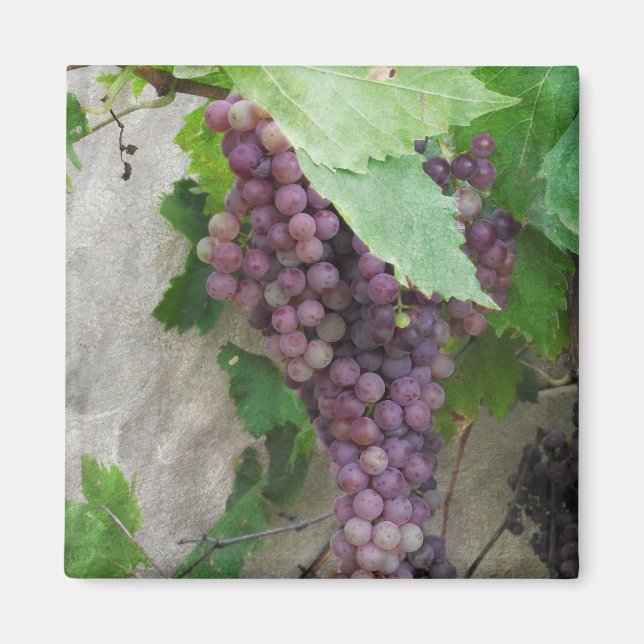 Purple Grapes on the Vine Magnet (Front)