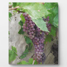Purple Grapes on the Vine