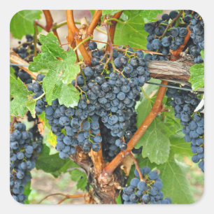 Purple grapes square sticker