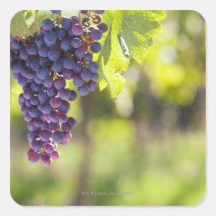 Purple grapevine square sticker