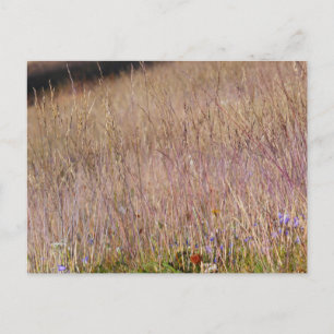 Purple Grass and Wildflowers Postcard