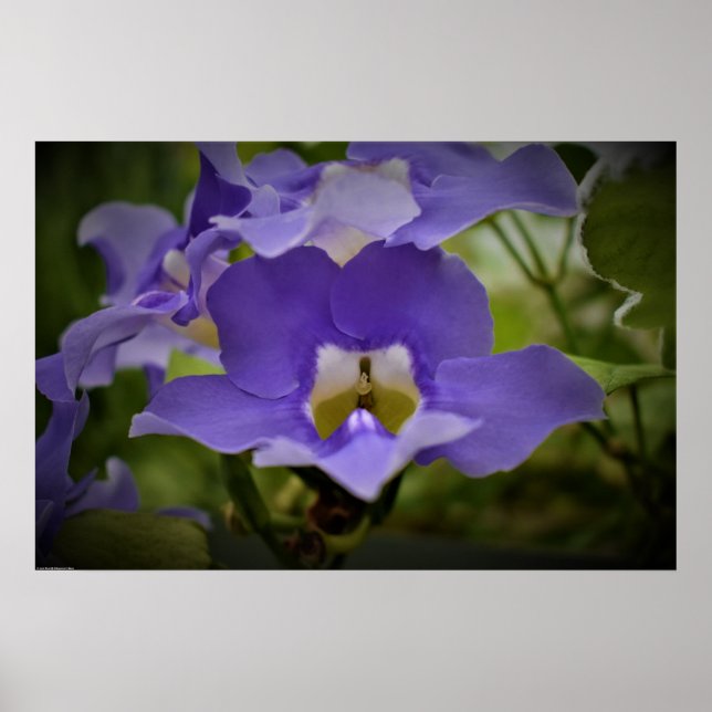 Purple & Green,  Poster (Front)