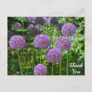 Purple Group of Allium Flowers Thank You Postcard