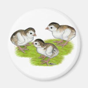 Purple Guinea Keets Magnet