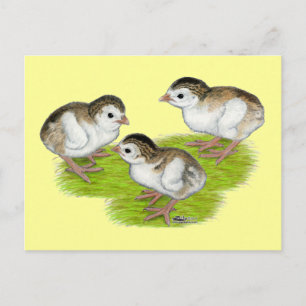Purple Guinea Keets Postcard