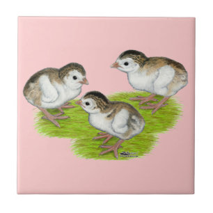 Purple Guinea Keets Tile