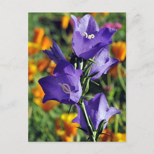 Purple Harebell Flower Postcard (Front)